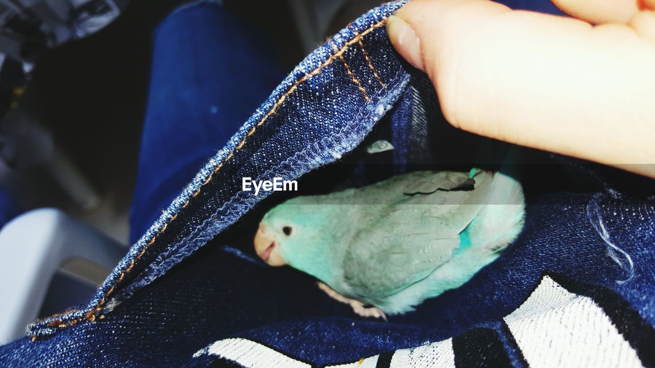 Close-up of parakeet in bib overalls pocket