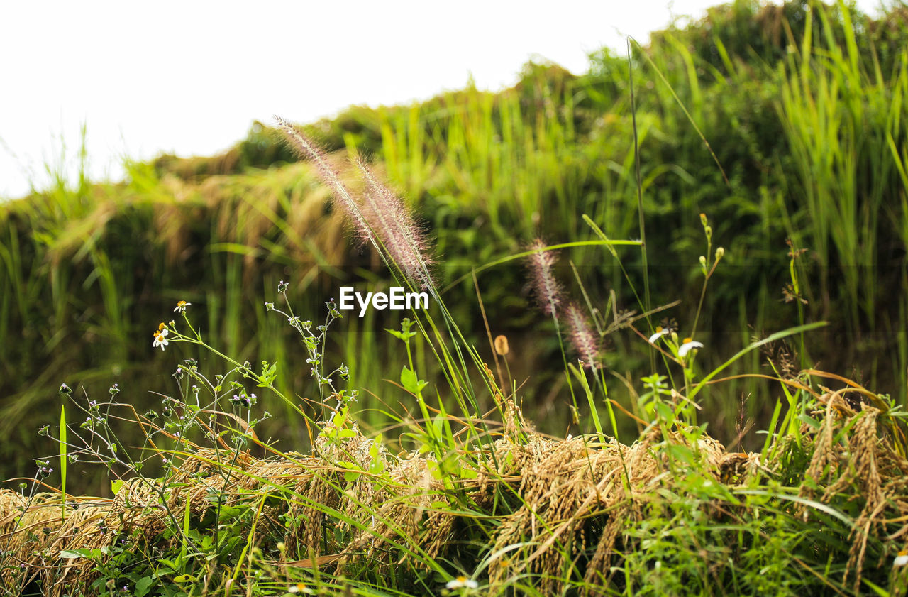 CLOSE-UP OF GRASS ON LAND