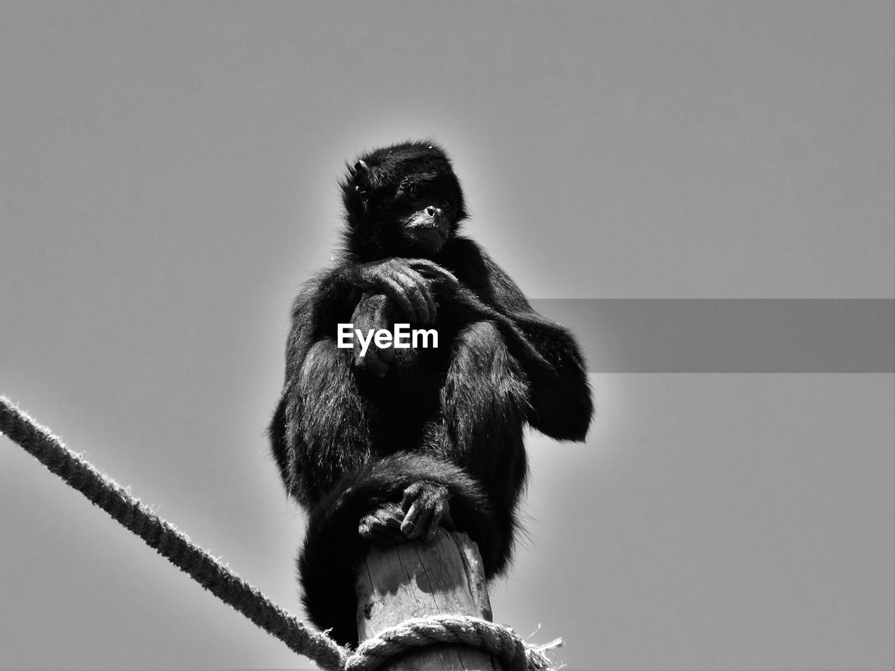 Low angle view of monkey on wooden post