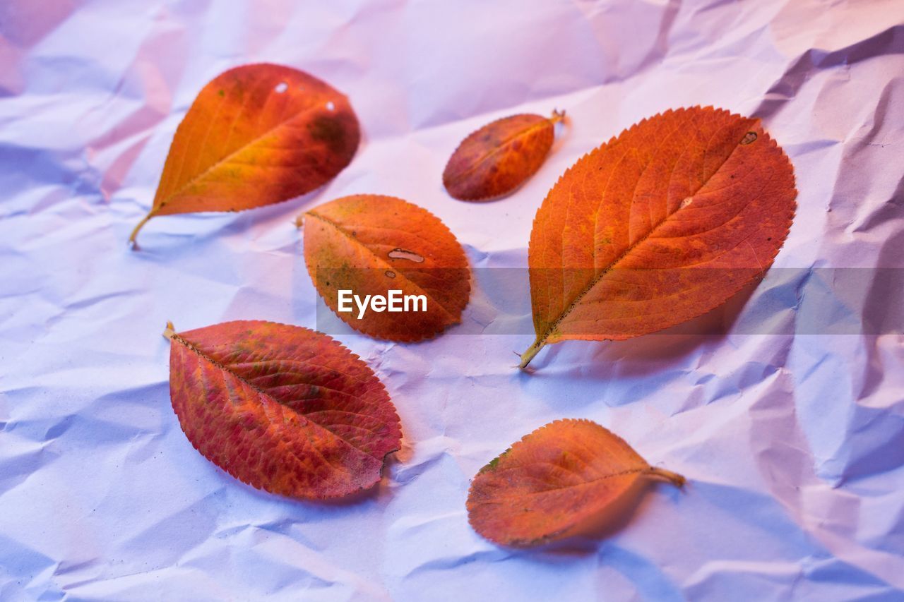 Close-up of autumn leaves on table