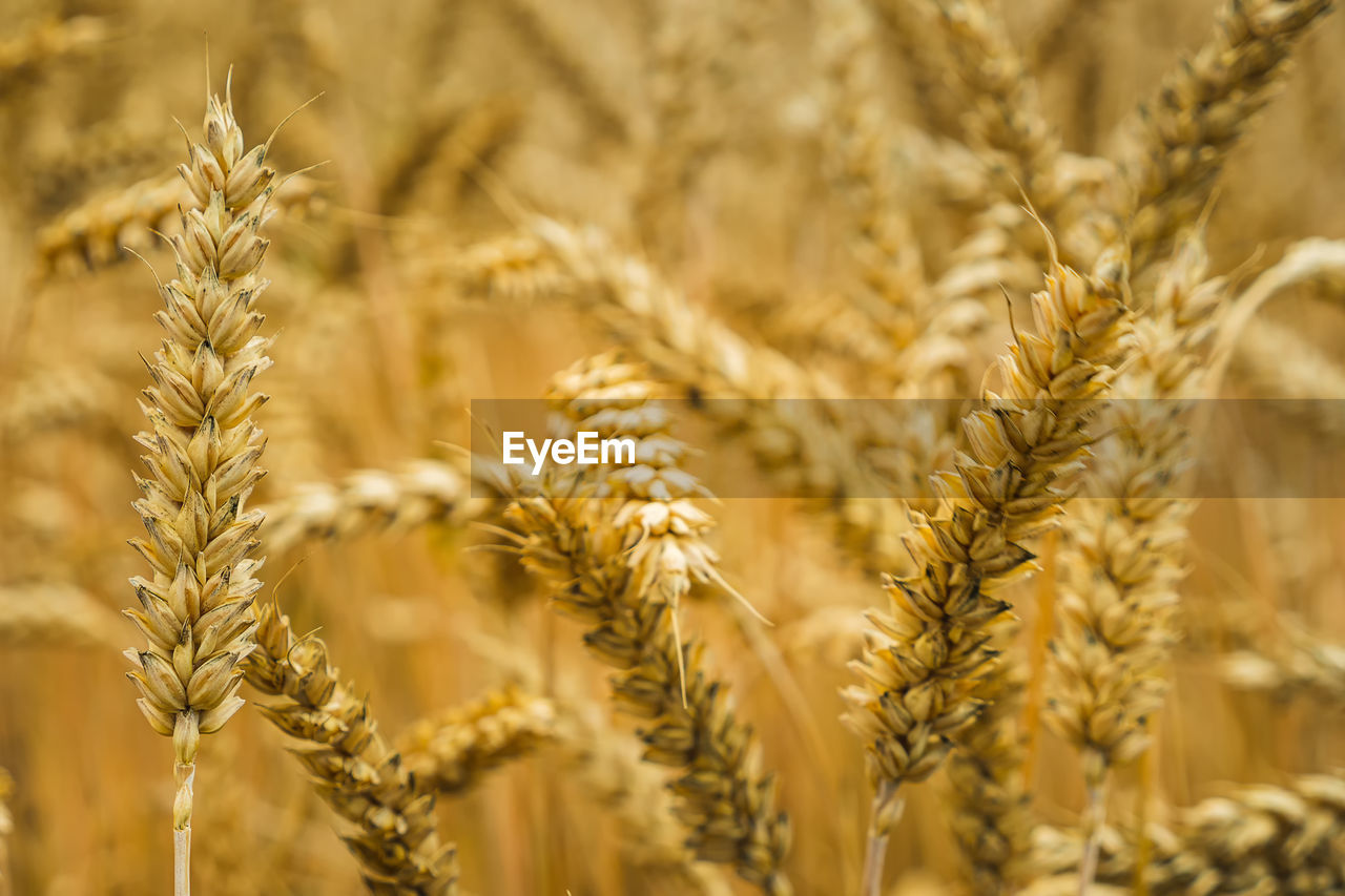 agriculture, cereal plant, crop, food, plant, wheat, rural scene, field, landscape, food and drink, growth, land, whole grain, farm, gold, food grain, nature, close-up, barley, summer, emmer, ripe, cereal, harvesting, beauty in nature, backgrounds, no people, triticale, seed, einkorn wheat, yellow, organic, plant stem, environment, corn, cultivated, outdoors, rye, macro, scenics - nature, extreme close-up, selective focus, focus on foreground, whole wheat, vegetable, copy space, food staple