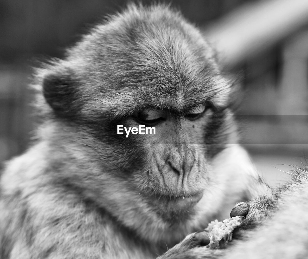 Close-up of monkey eating by retaining wall