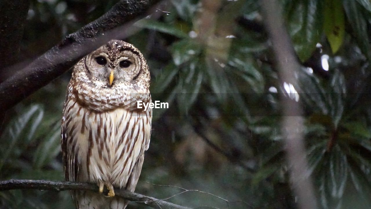 Owl watching you from the trees