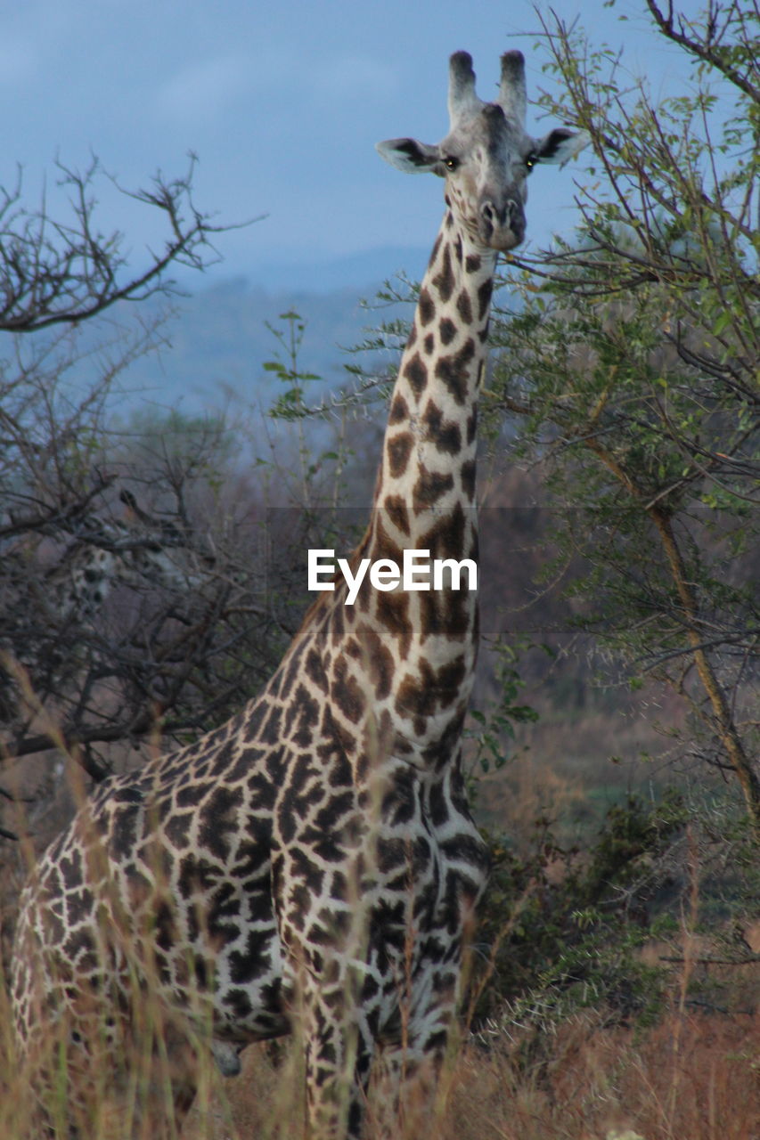 GIRAFFE STANDING ON TREE