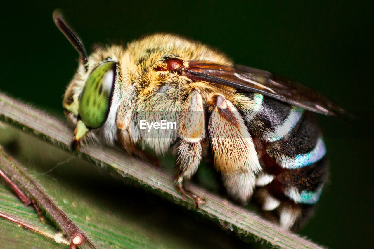 Macro shot of bee