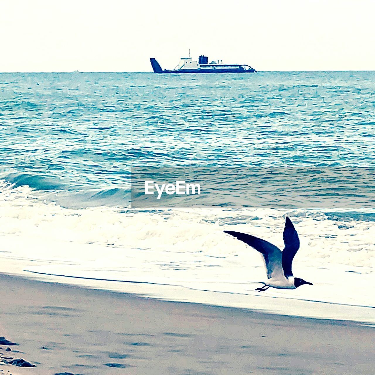 VIEW OF BIRDS IN SEA