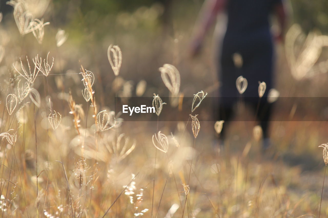 Grasses dancing in warm afternoon light