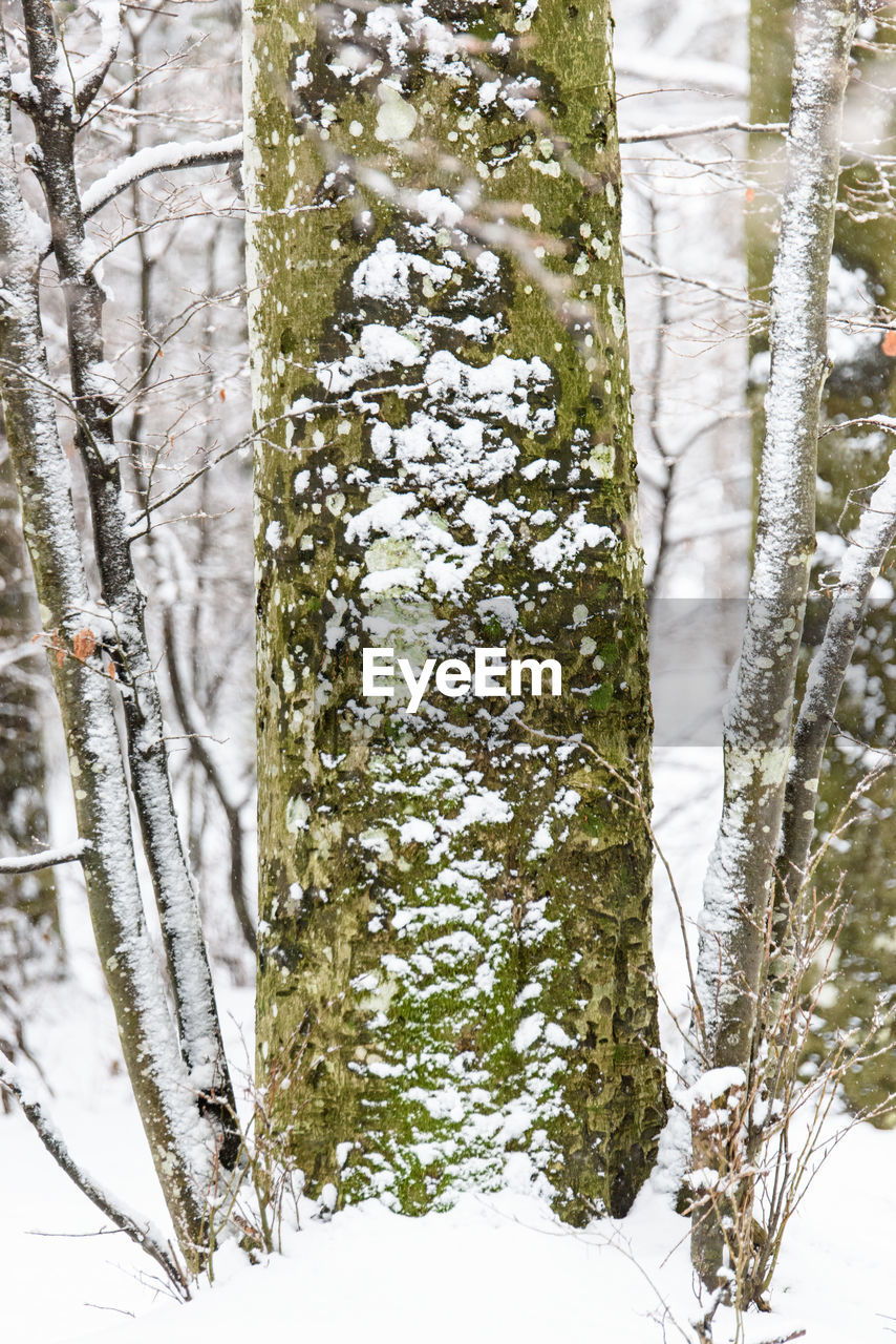 CLOSE-UP OF TREE TRUNK DURING WINTER IN FOREST