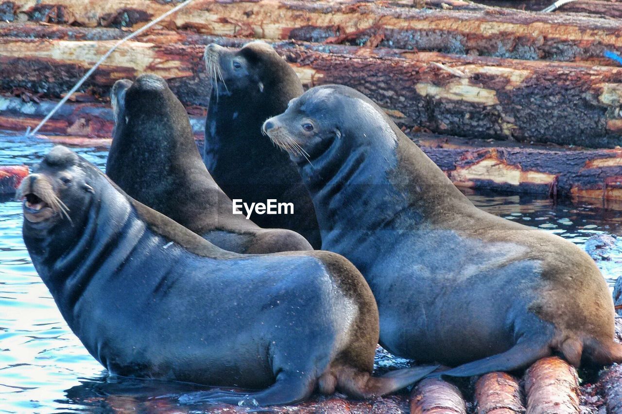 HIGH ANGLE VIEW OF SEA LION