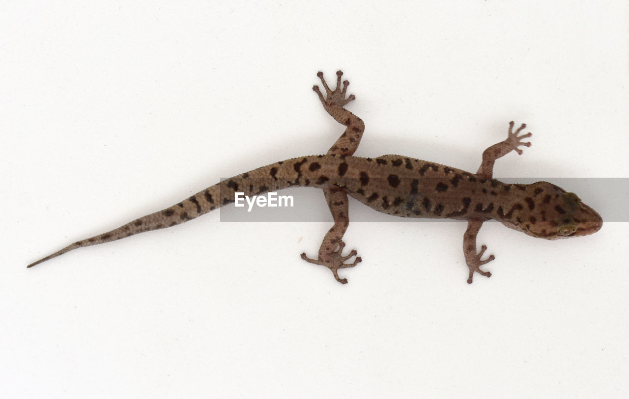 HIGH ANGLE VIEW OF LIZARD ON WHITE WALL