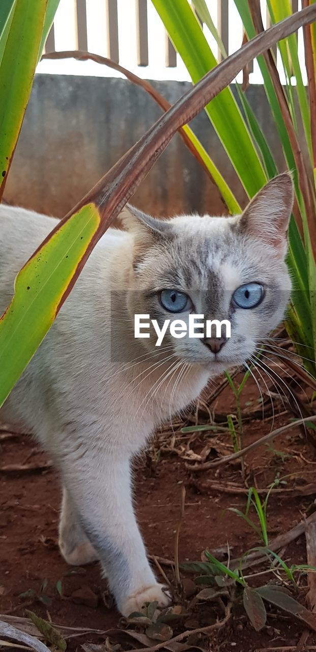 Portrait of cat by plant outdoors