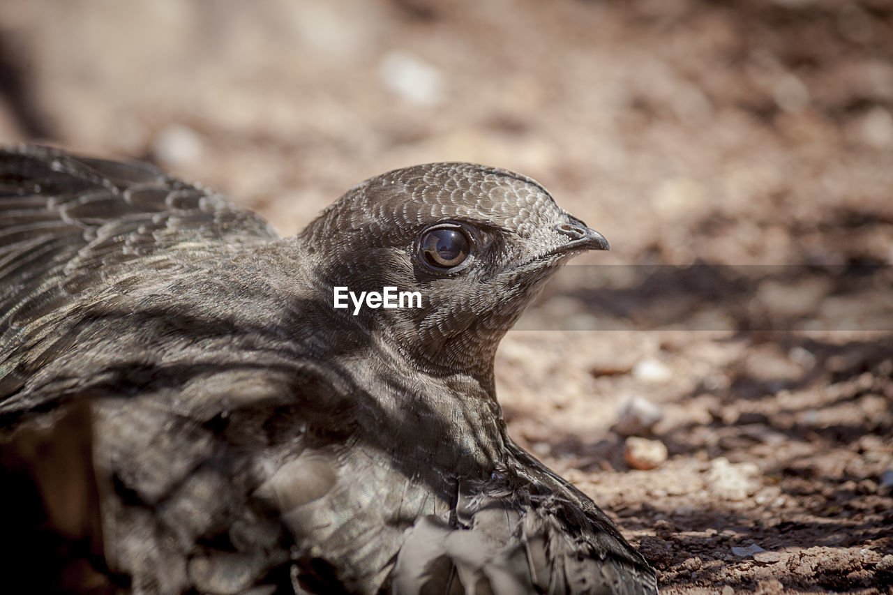 CLOSE-UP OF A EAGLE