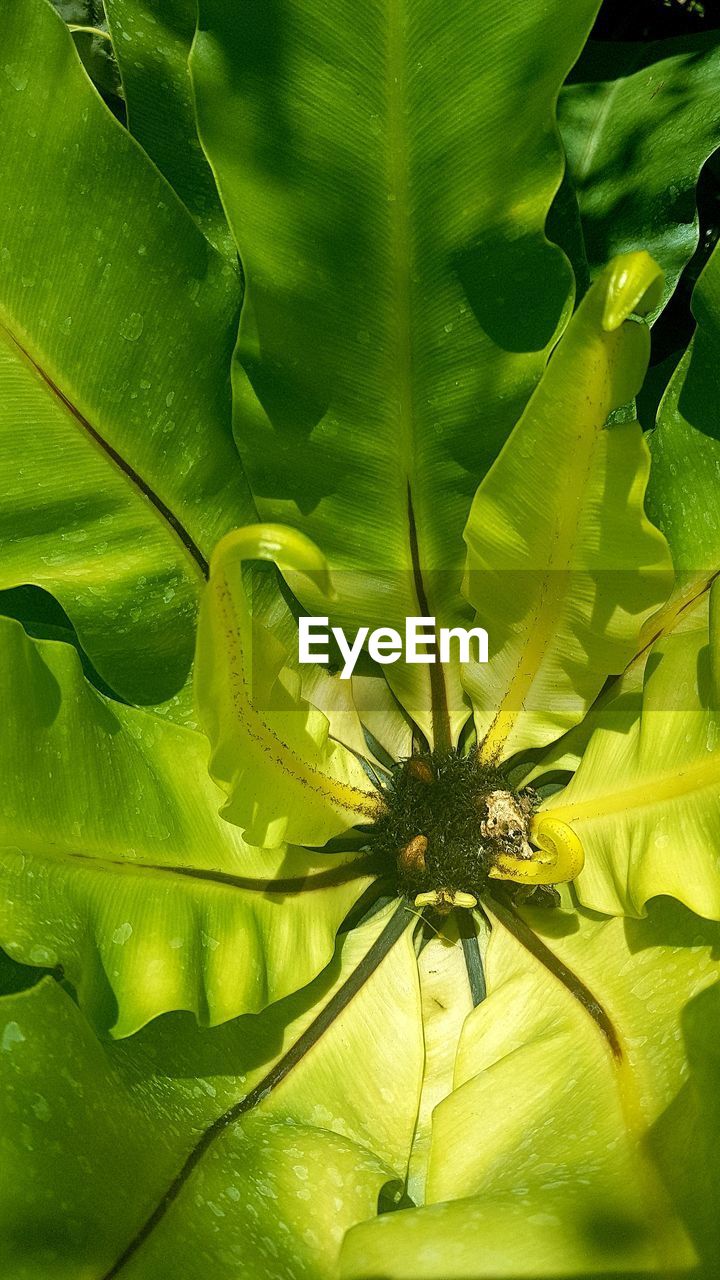 CLOSE-UP OF GREEN INSECT ON PLANT