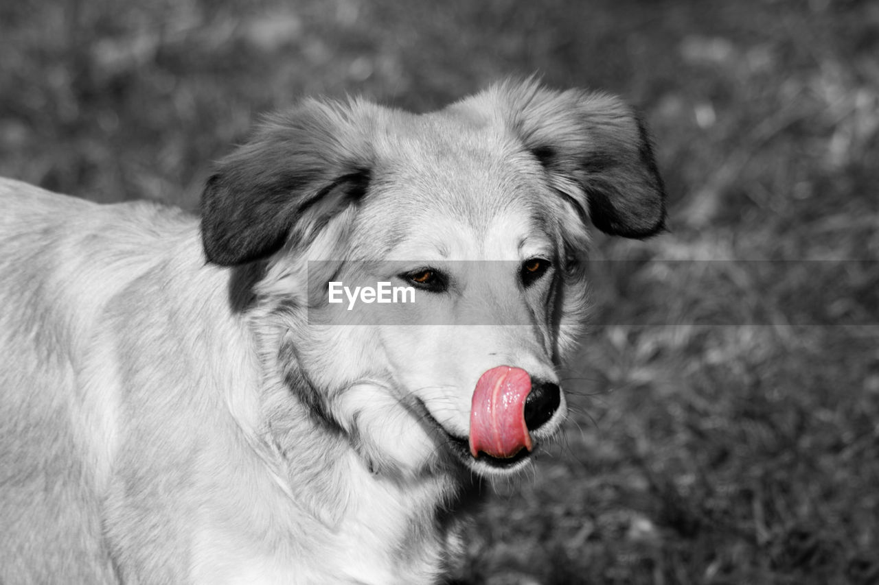 Close-up portrait of a dog