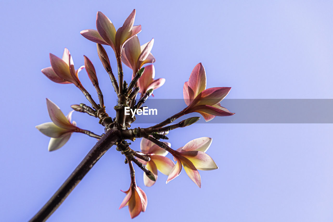 Low angle view of flowering plant against sky