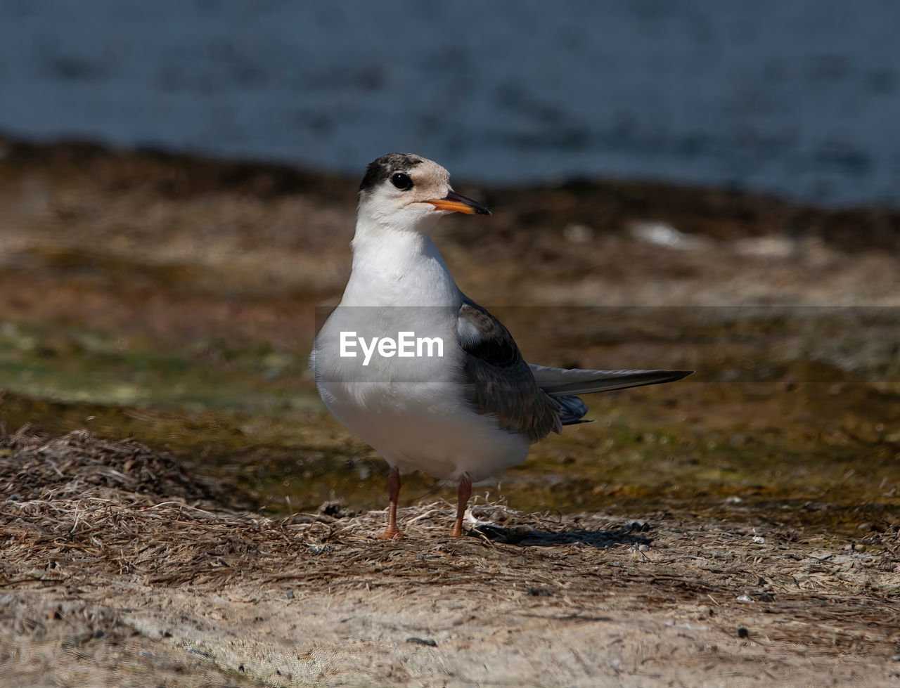 animal themes, bird, animal, animal wildlife, wildlife, one animal, nature, beak, gull, seabird, no people, water, close-up, sandpiper, full length, day, land, outdoors, sea, beach, side view, focus on foreground