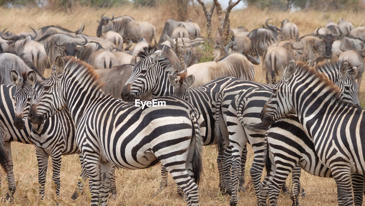 ZEBRAS IN THE FIELD