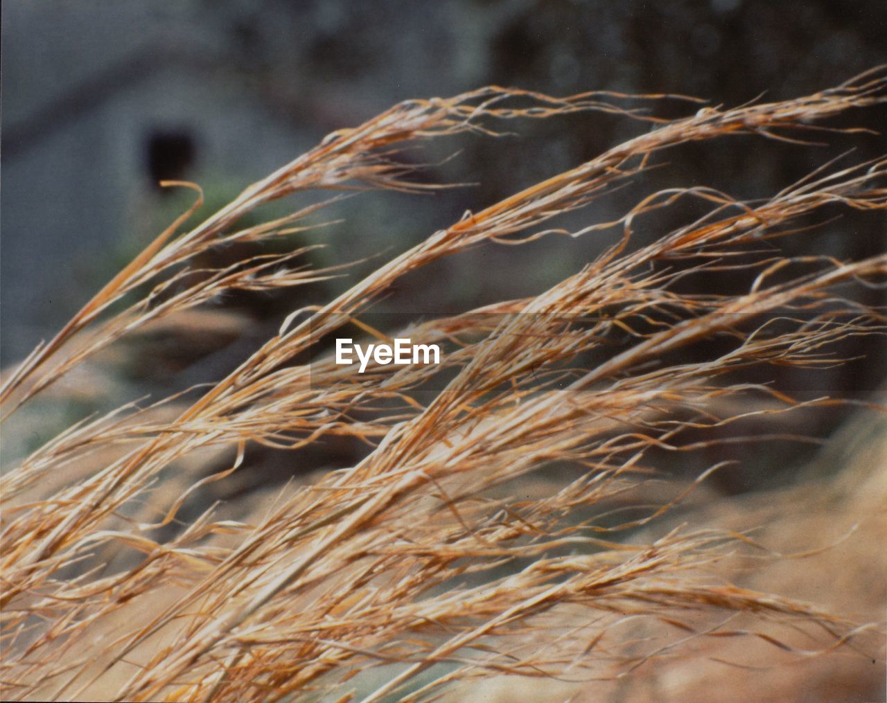 CLOSE-UP OF STALKS IN THE DARK