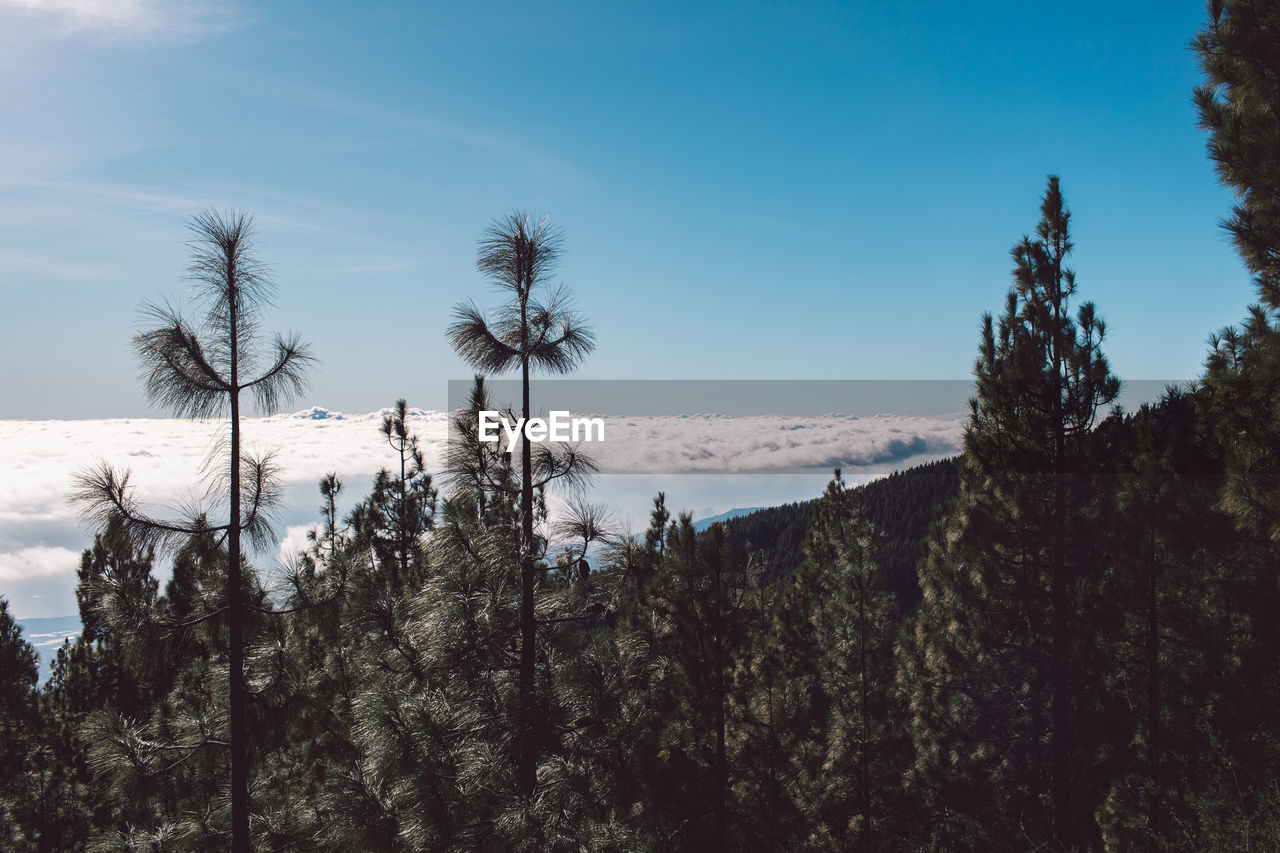 Trees on snow covered land against sky