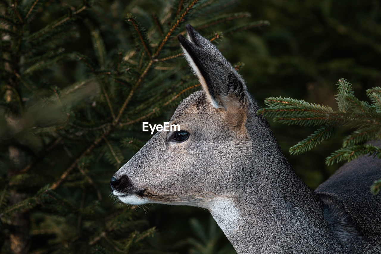 CLOSE-UP OF DEER IN A FOREST