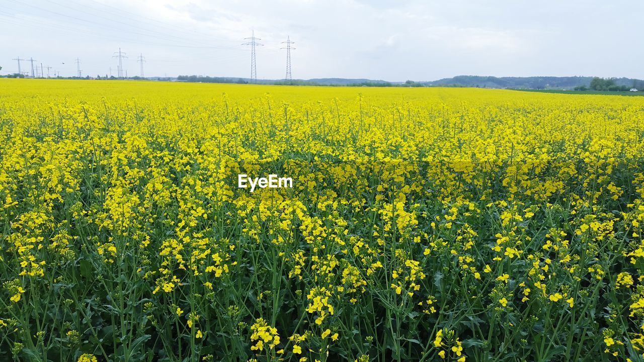 Scenic view of field against cloudy sky