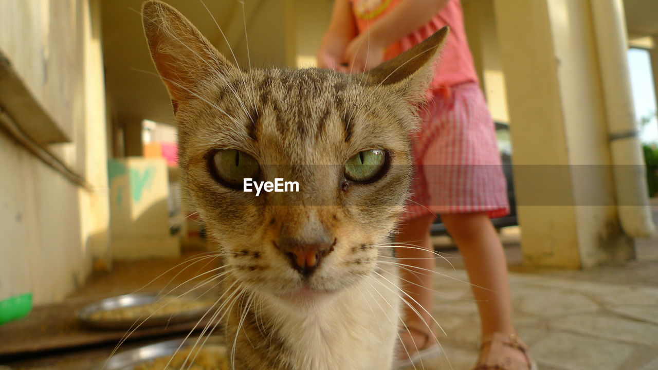 CLOSE-UP PORTRAIT OF CAT WITH EYES AT HOME
