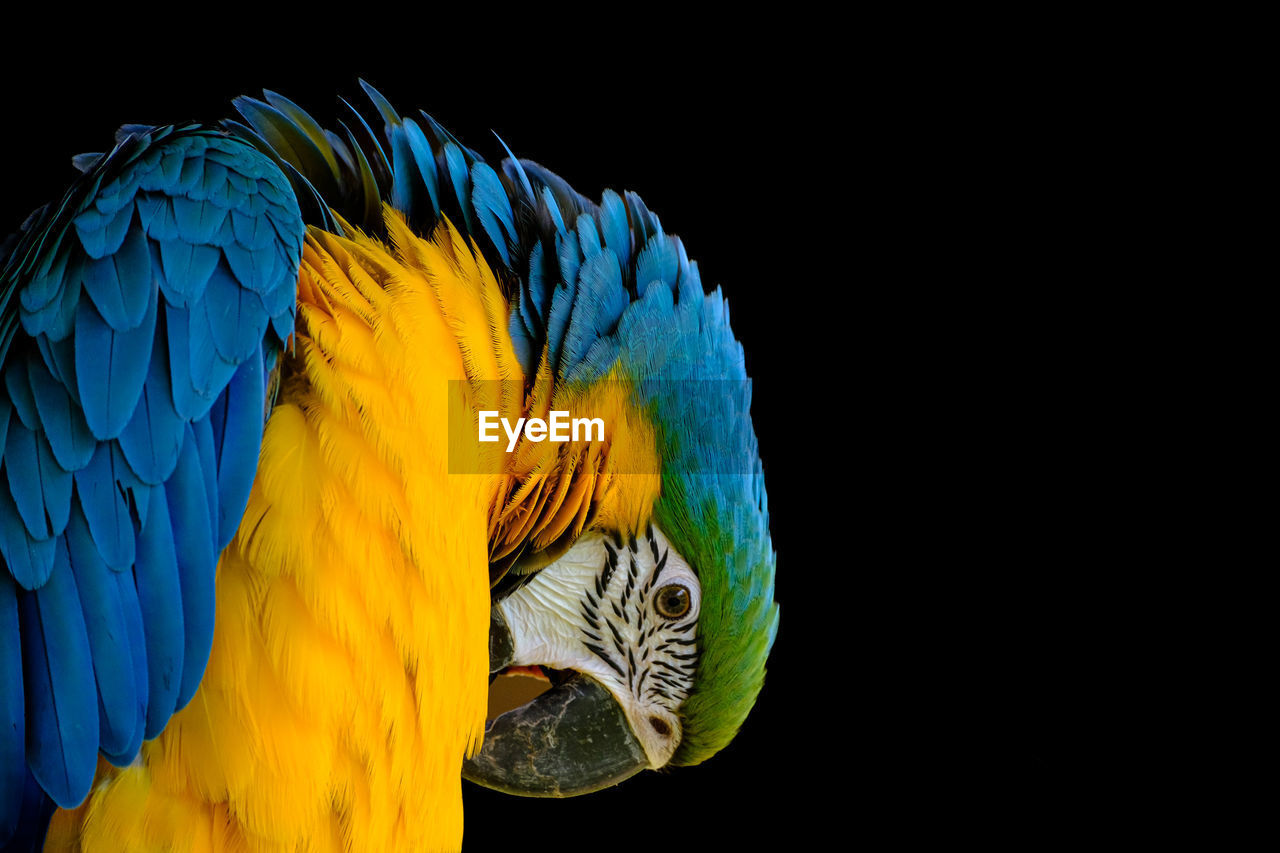 Blue and yellow macaw, close up isolated on black background