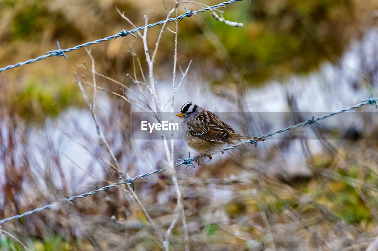 animal themes, animal, animal wildlife, nature, wildlife, bird, one animal, branch, no people, plant, grass, selective focus, outdoors, perching, tree, focus on foreground, fence, beauty in nature, sparrow, day