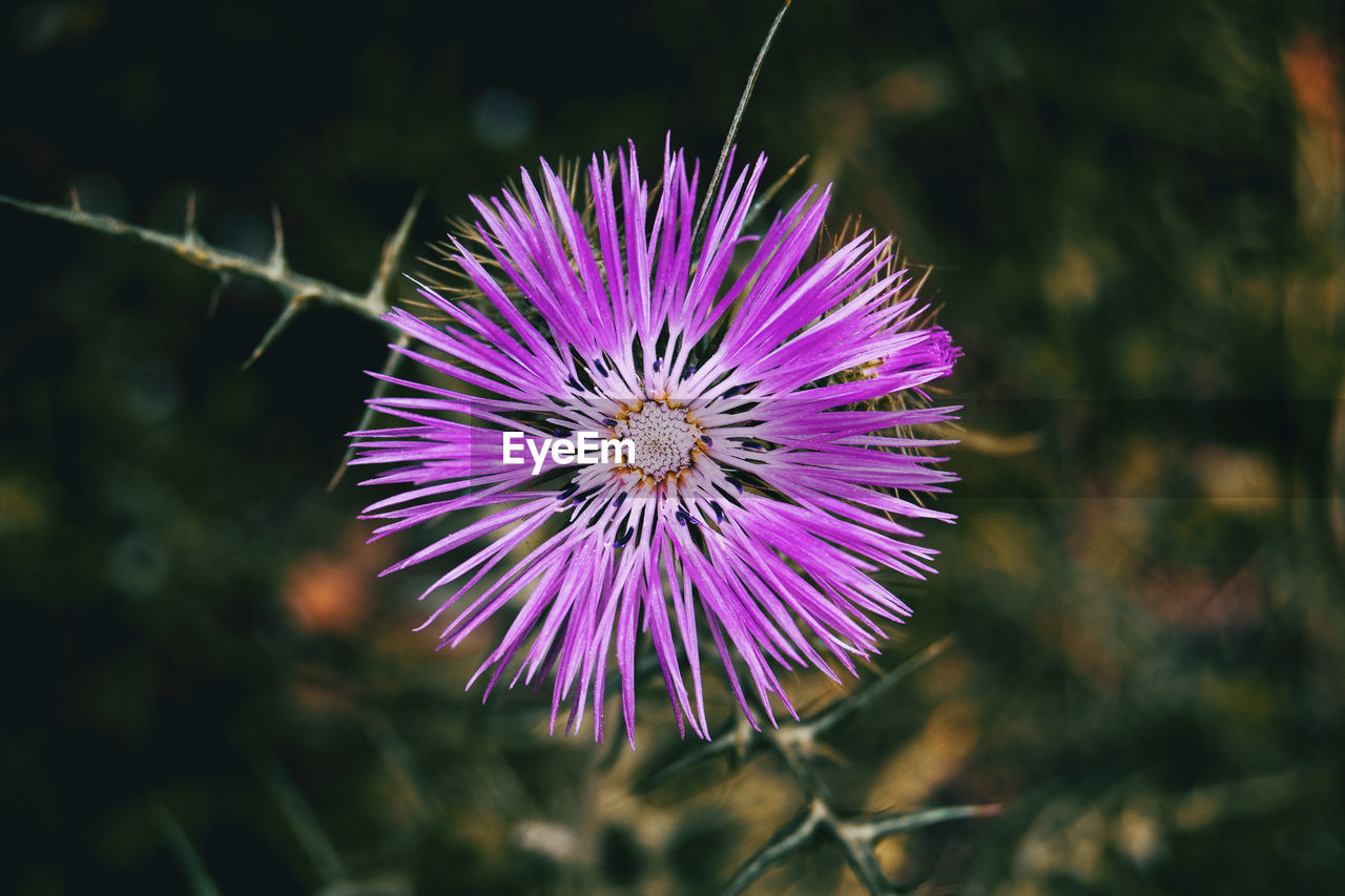 Detail of an isolated purple flower of galactites tomentosa centered in the picture