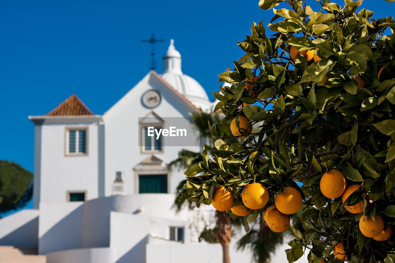 Orange fruits growing on tree against church in city