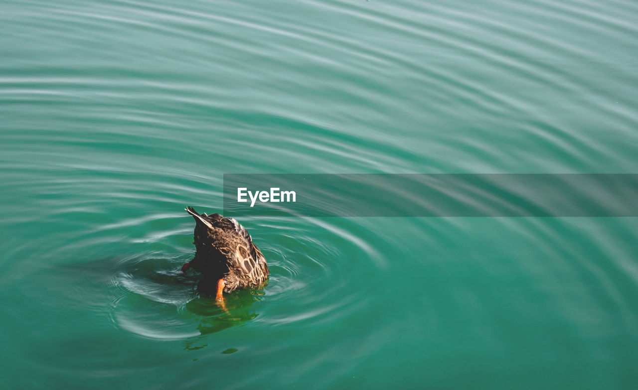 High angle view of mallard duck at lake