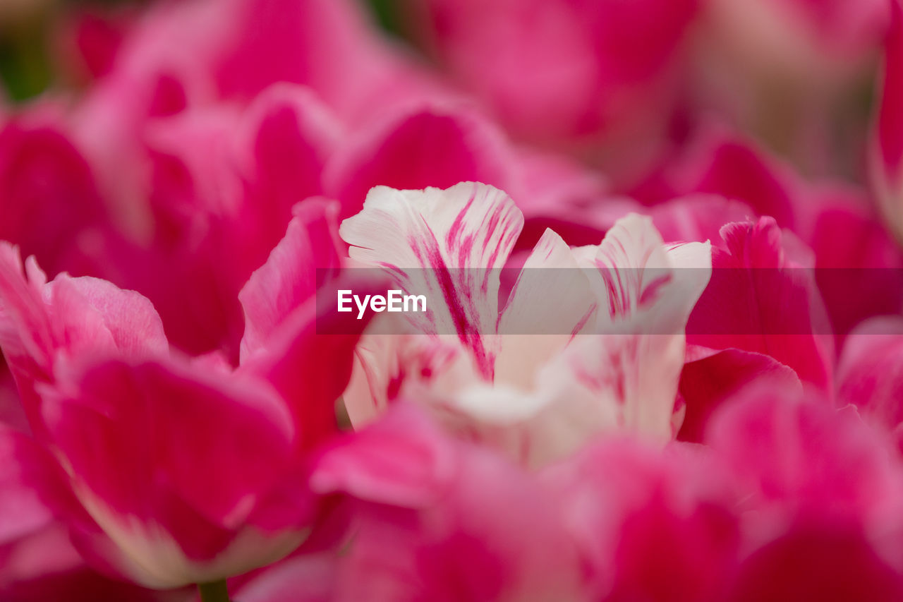 FULL FRAME SHOT OF PINK ROSE FLOWER