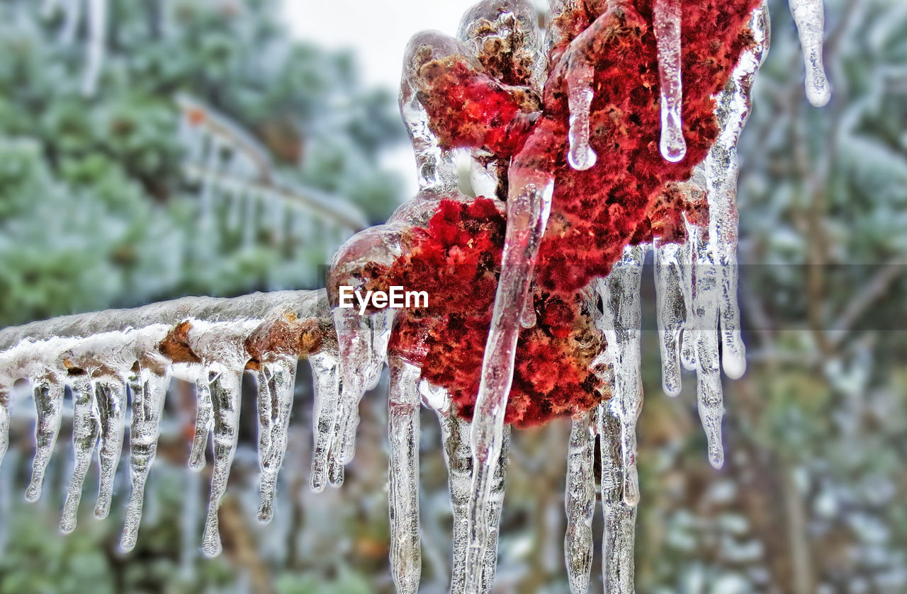 CLOSE-UP OF ICICLES HANGING FROM TREE