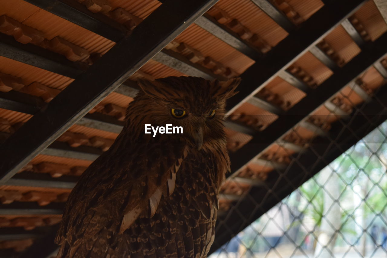 Low angle view of owl in cage