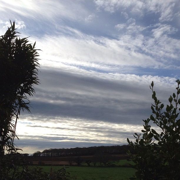 TREES ON LANDSCAPE AGAINST CLOUDY SKY