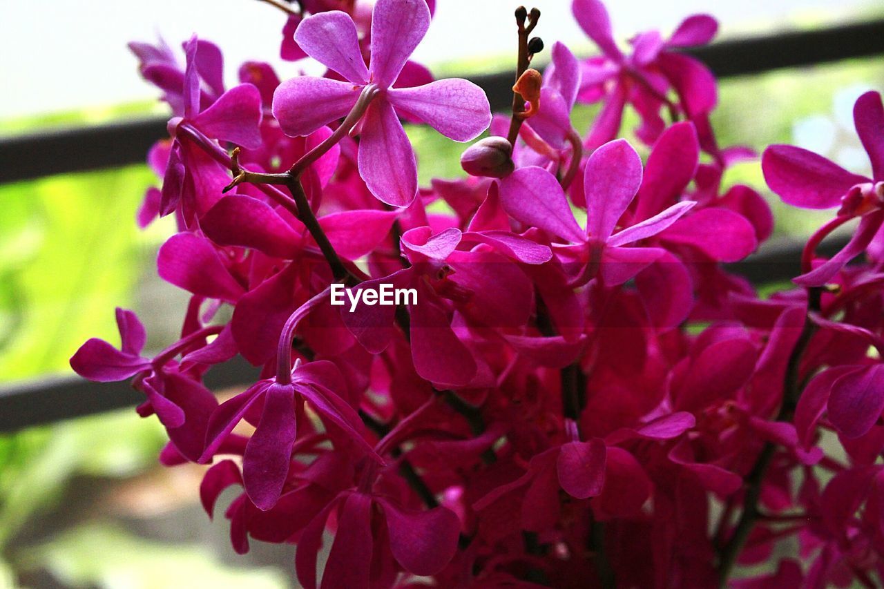 CLOSE-UP OF PINK FLOWERS BLOOMING ON TREE