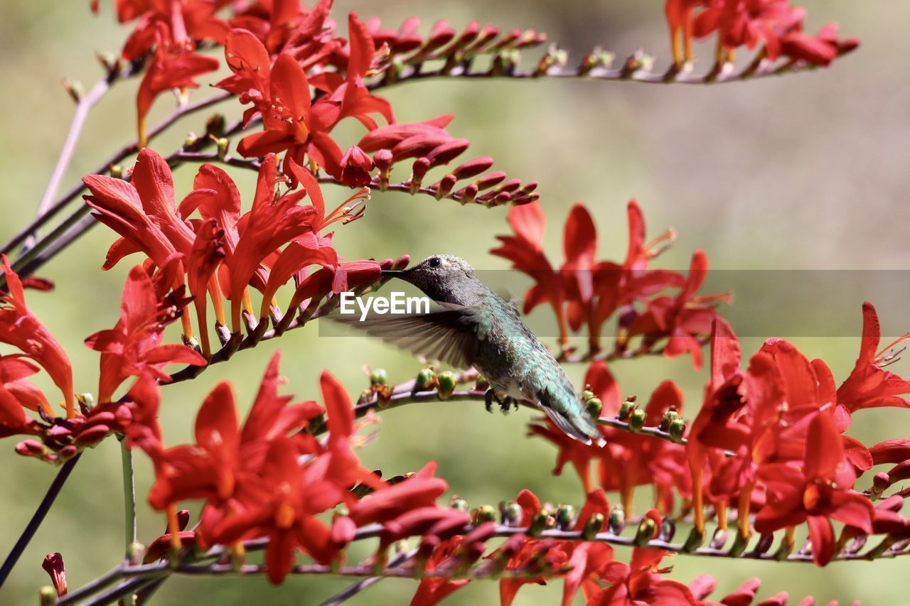 Close-up of hummingbird perching on red flower