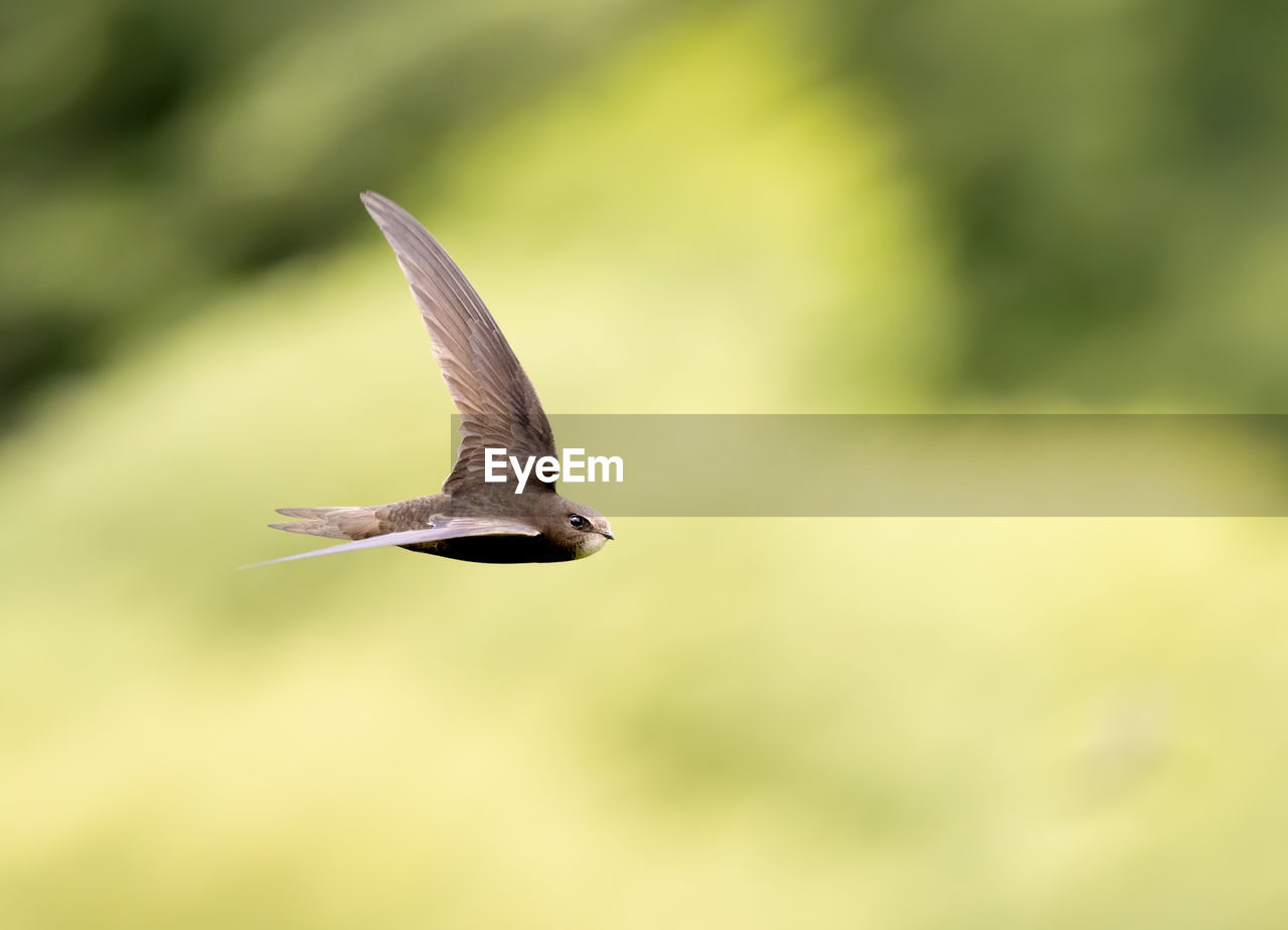 Close-up of common swift bird flying against blurred green background