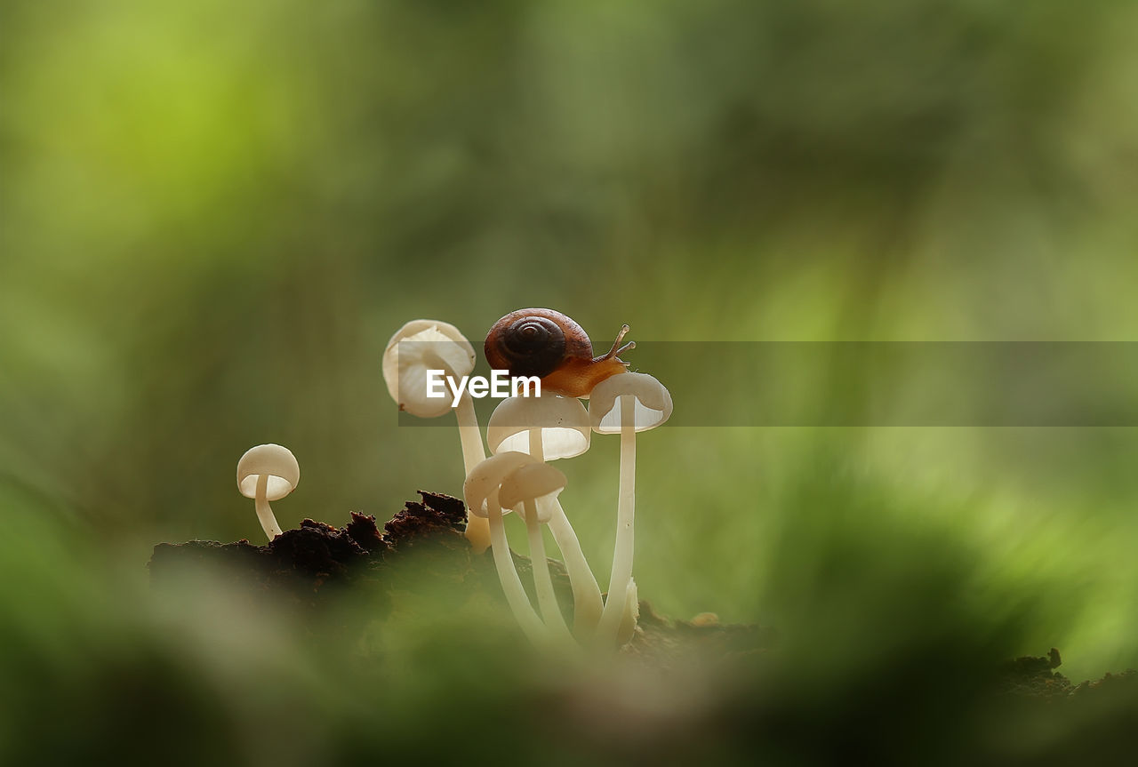 Close-up of snail on mushrooms