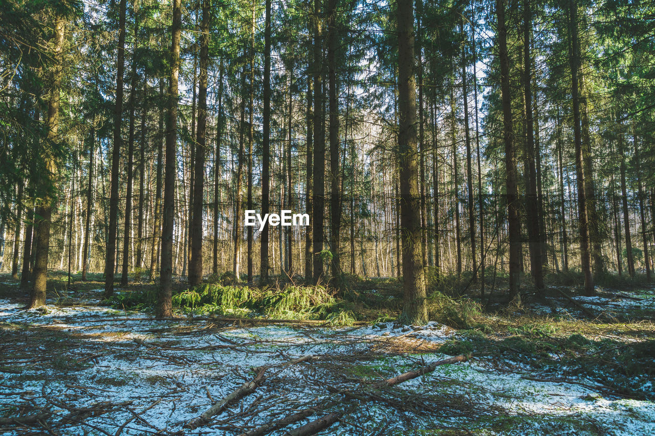 Fine snow in the coniferous green forest, springtime view