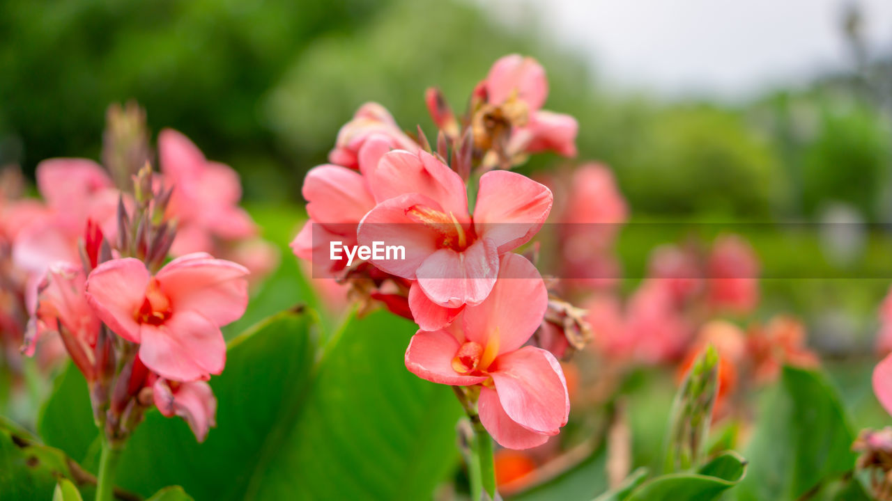 Close-up of pink flowering plant