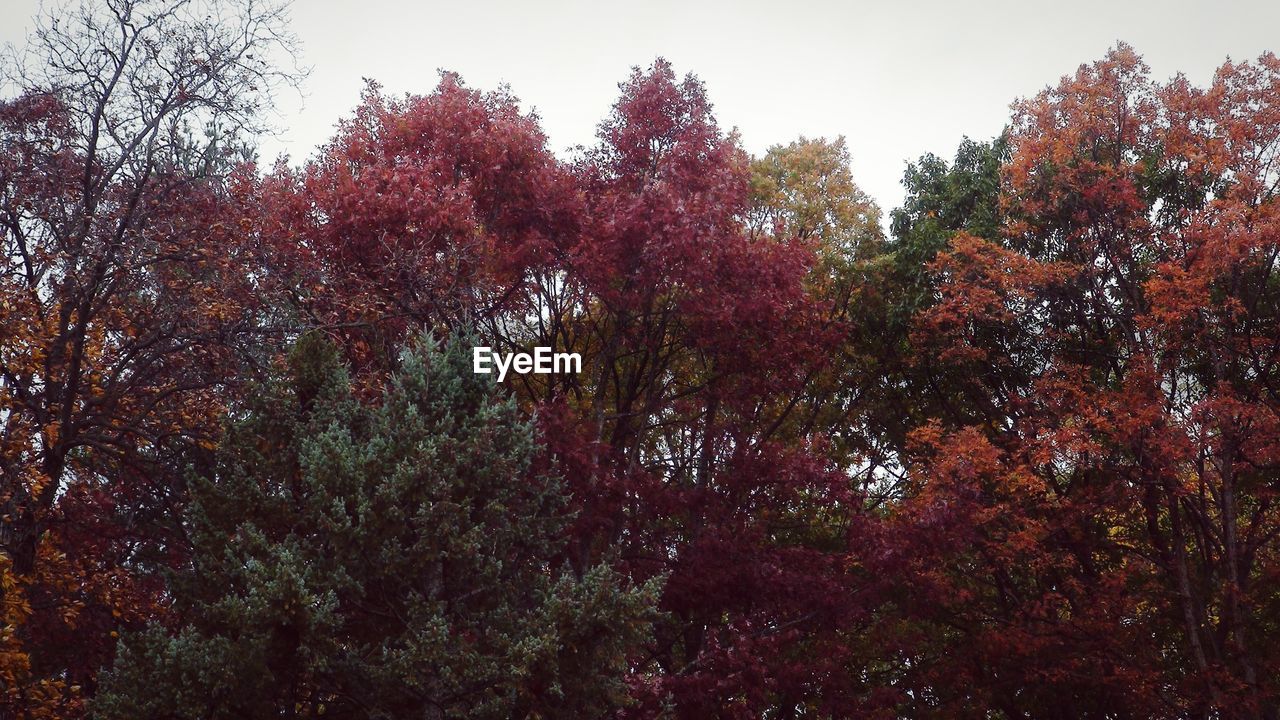 Low angle view of trees growing against sky during autumn