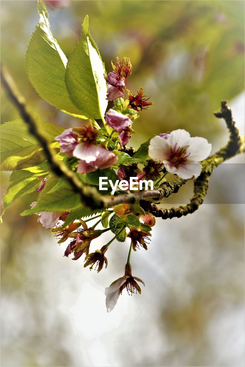 CLOSE-UP OF CHERRY BLOSSOMS