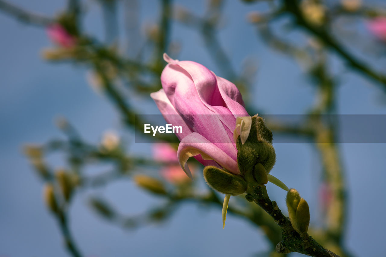 Close-up of pink flower