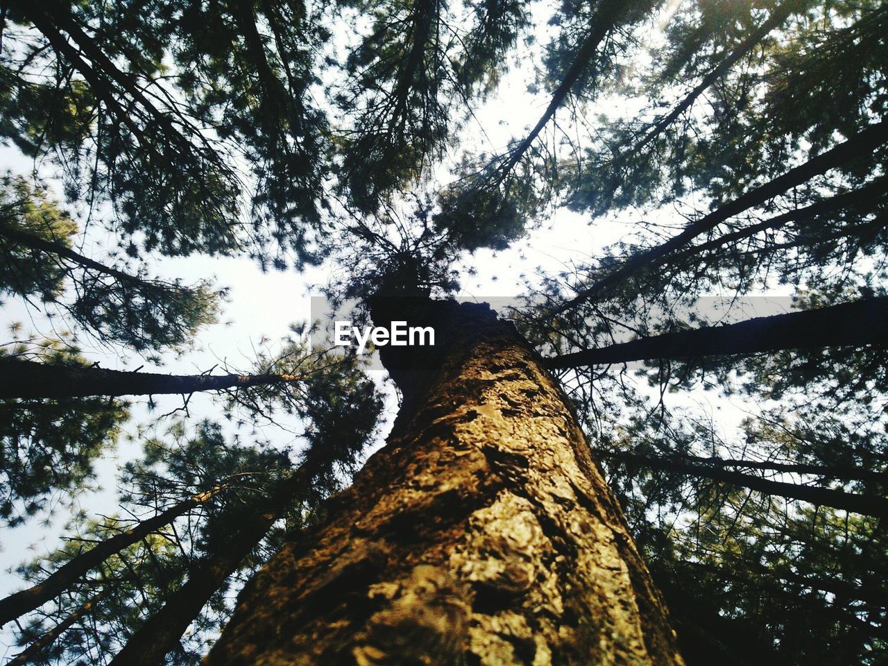 Low angle view of tree