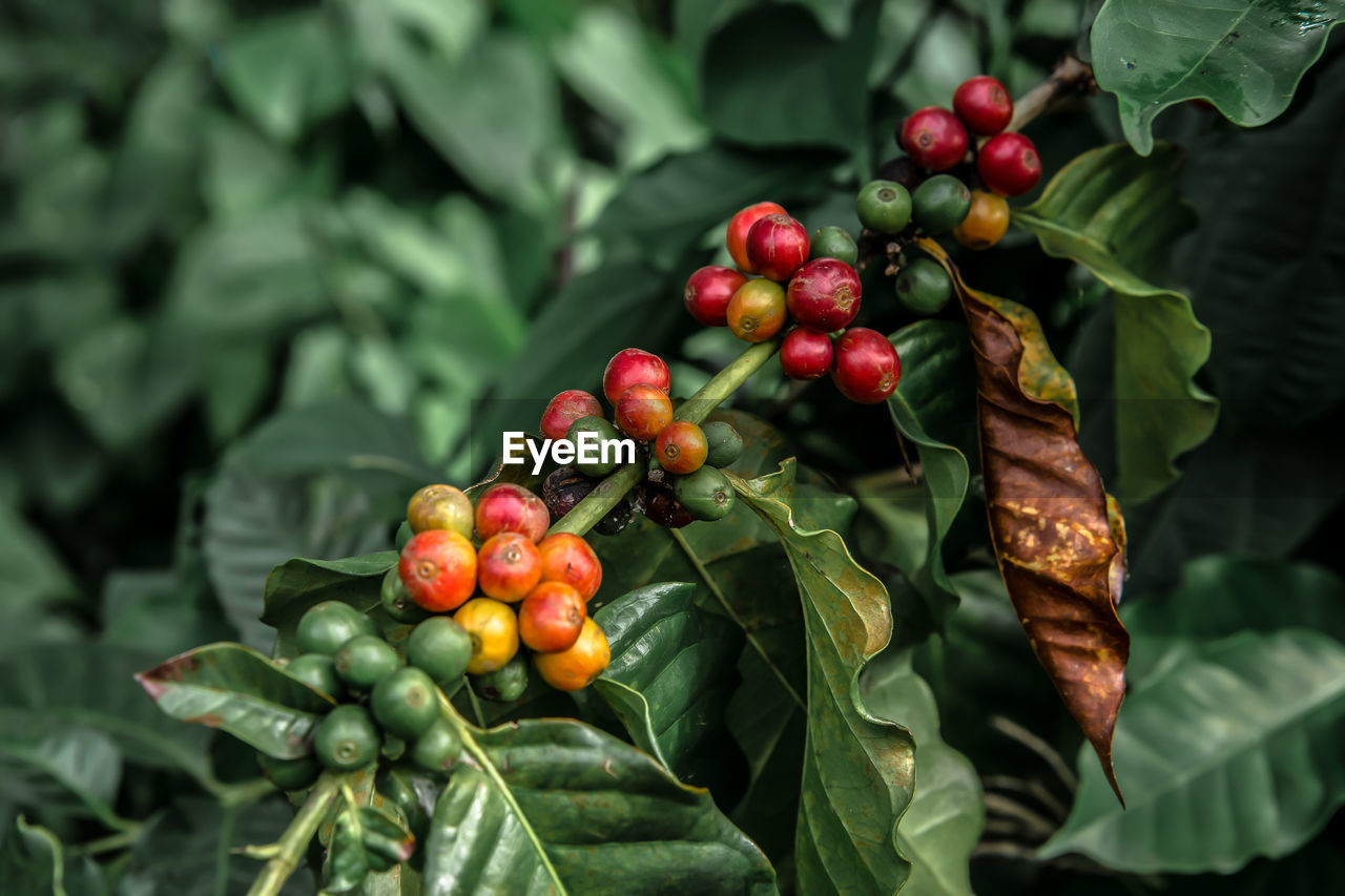 CLOSE-UP OF BERRIES ON PLANT