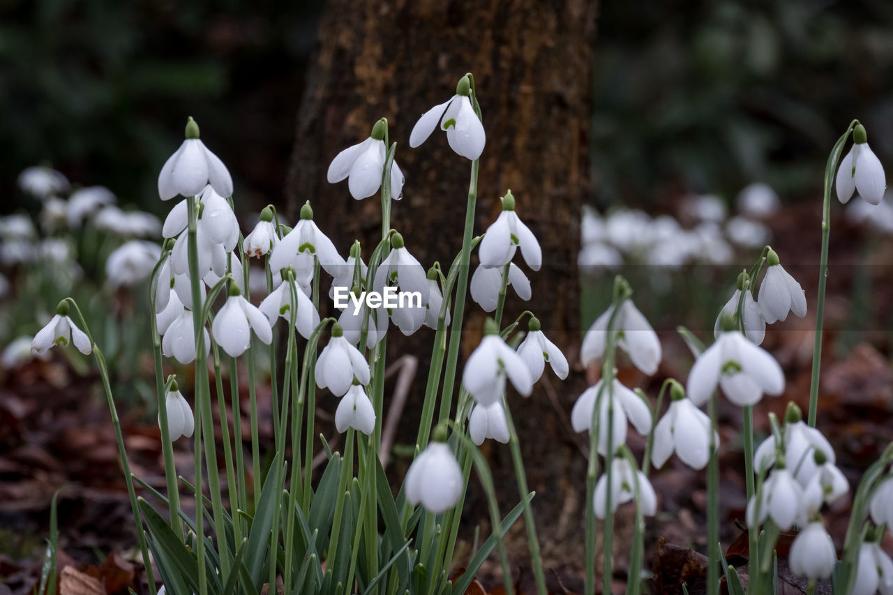 flower, plant, snowdrop, flowering plant, white, beauty in nature, nature, freshness, growth, close-up, petal, land, fragility, no people, focus on foreground, flower head, inflorescence, springtime, outdoors, day, field, forest, botany, tree