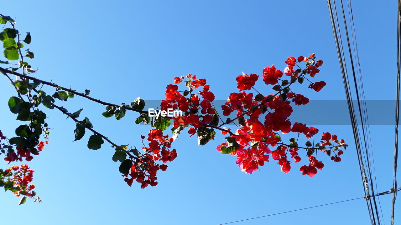 LOW ANGLE VIEW OF FLOWERING PLANT AGAINST BLUE SKY