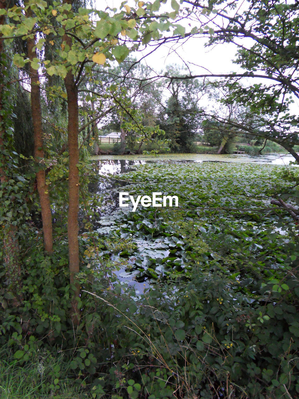 SCENIC VIEW OF LAKE IN FOREST