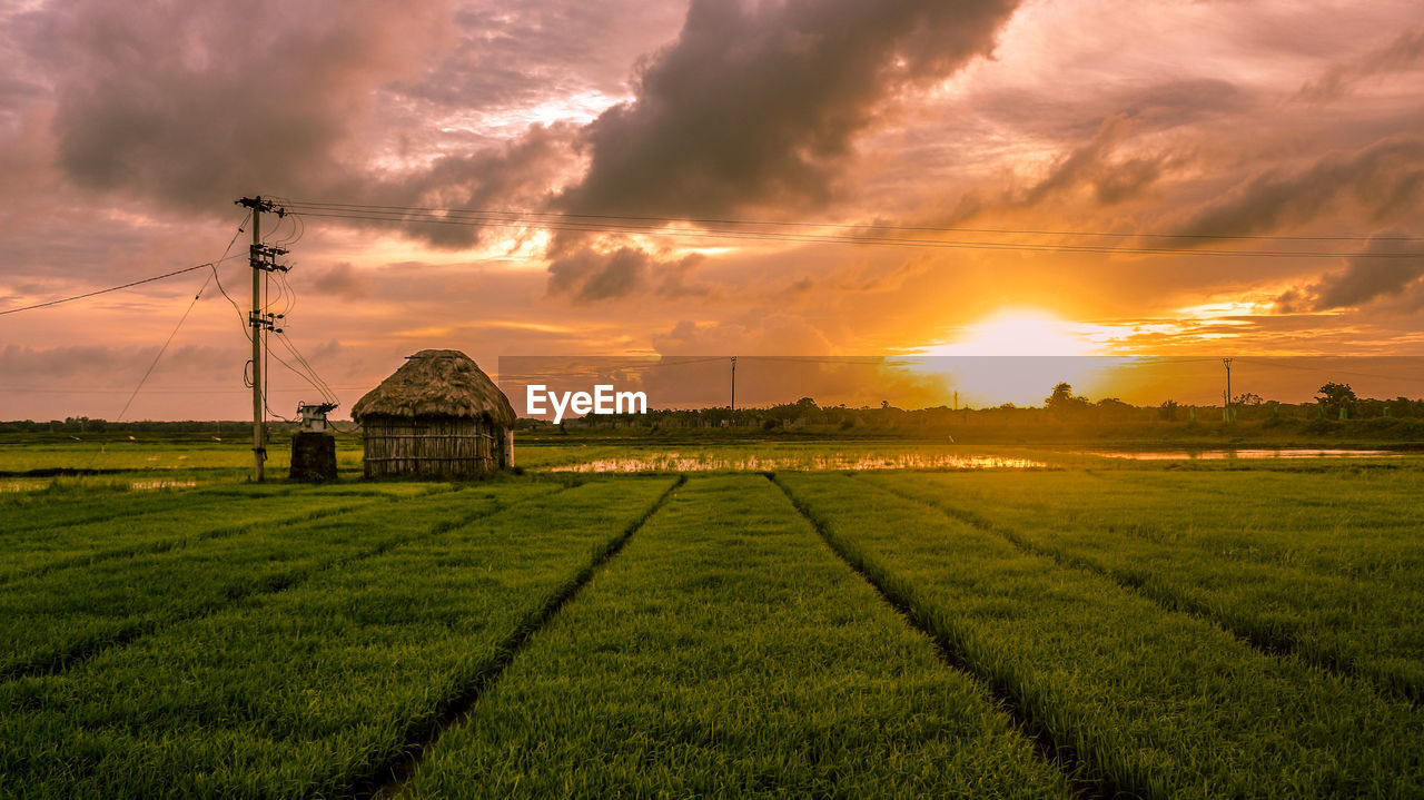 Village landscape with dramatic sky and paddy field 